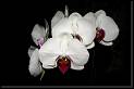 Phalaenopsis hibrido blanco-rojo * Rodrigo Remolina
 * Rodrigo Remolina
